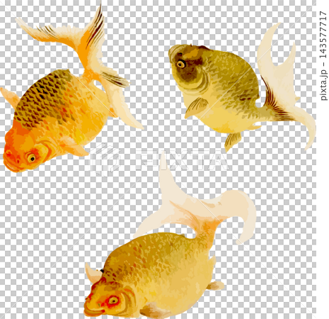 三條琉金金魚的插圖(透明PNG圖) 三條琉金金魚的插圖(透明PNG圖) 143577717