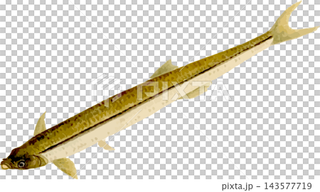 Moroko魚素描,日式插畫素材,透明背景PNG Moroko魚素描,日式插畫素材,透明背景PNG 143577719
