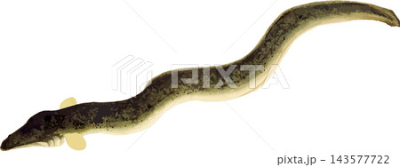 江戸前ウナギの写生画和風イラスト素材背景透過PNG 143577722