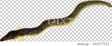 江戸前ウナギの写生画和風イラスト素材背景透過PNG 143577722