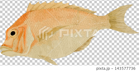 日式風格的鯛魚插畫(PNG格式,透明背景) 日式風格的鯛魚插畫(PNG格式,透明背景) 143577736