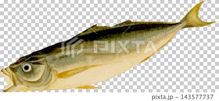 日式風格的竹莢魚自然史插圖，透明PNG背景。 143577737