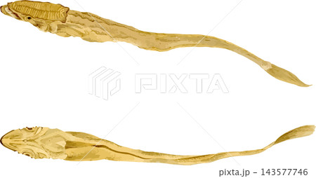コバンザメ印魚の写生画和風イラスト素材背景透過PNG コバンザメ印魚の写生画和風イラスト素材背景透過PNG 143577746