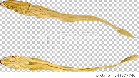 鮣魚素描,日式插畫素材,透明背景 PNG 鮣魚素描,日式插畫素材,透明背景 PNG 143577746