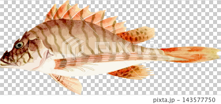 日本鷹魚的自然歷史插圖(PNG格式,透明背景) 日本鷹魚的自然歷史插圖(PNG格式,透明背景) 143577750
