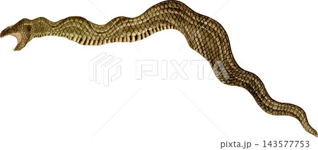エラブウミヘビの写生画和風イラスト素材背景透過PNG 143577753