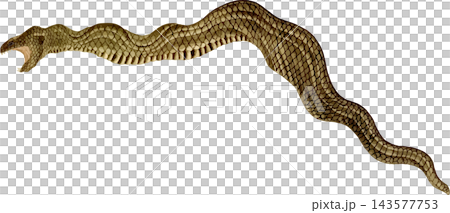 エラブウミヘビの写生画和風イラスト素材背景透過PNG 143577753