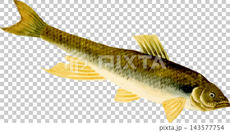 日本鰷魚(Tamoroko)的自然歷史插圖 - 透明 PNG 圖像。 日本鰷魚(Tamoroko)的自然歷史插圖 - 透明 PNG 圖像。 143577754