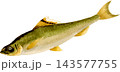 ヒガイの写生画和風イラスト素材背景透過PNG 143577755