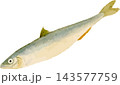 ワカサギの写生画和風イラスト素材背景透過PNG 143577759