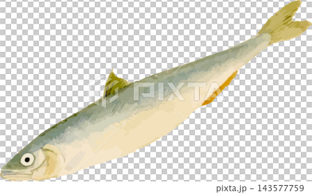 Japanese-style illustration of a smelt (Japanese icefish) - transparent PNG background 143577759