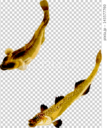 日式風格的蝦虎魚插圖(自然史插圖素材,透明PNG格式) 日式風格的蝦虎魚插圖(自然史插圖素材,透明PNG格式) 143577760