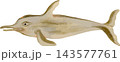 ツチクジラの写生画和風イラスト素材背景透過PNG 143577761