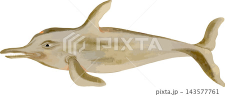 ツチクジラの写生画和風イラスト素材背景透過PNG 143577761