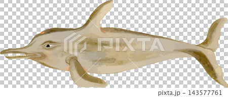 ツチクジラの写生画和風イラスト素材背景透過PNG 143577761