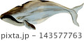 コククジラの写生画和風イラスト素材背景透過PNG 143577763