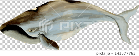 灰鯨素描,日式插畫素材,透明背景 PNG 灰鯨素描,日式插畫素材,透明背景 PNG 143577763