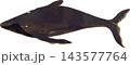 ザトウクジラ座頭鯨の博物図和風イラスト素材背景透過PNG 143577764