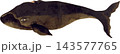 セミクジラ背美鯨の写生画和風イラスト素材背景透過PNG 143577765