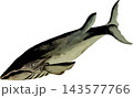 カツオクジラの博物図和風イラスト素材背景透過PNG 143577766