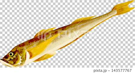 秋田名産ハタハタの写生画和風イラスト素材背景透過PNG 秋田名産ハタハタの写生画和風イラスト素材背景透過PNG 143577767