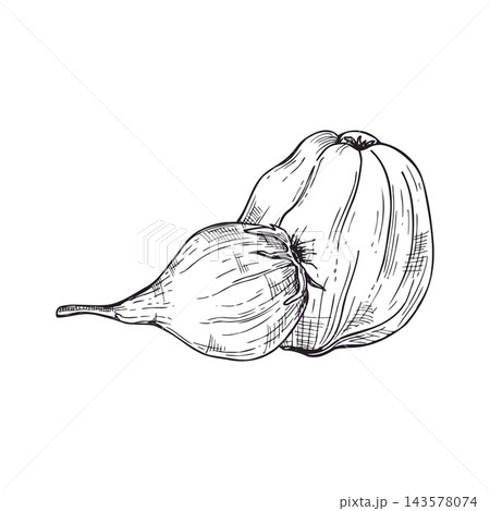 Quince pod hand drawn illustration in engraving style. Organic whole fruit for culinary menu design. Botanical drawing of edible raw ingredient for food market logo and agriculture project. Quince pod hand drawn illustration in engraving style. Organic whole fruit for culinary menu design. Botanical drawing of edible raw ingredient for food market logo and agriculture project. 143578074