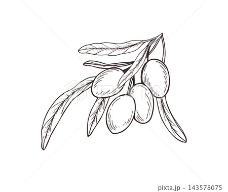 Olive branch with fruits and narrow leaves hand drawn black ink vector illustration. Design for Mediterranean food branding, olive oil labels, cosmetic packaging, and peaceful emblem logos. 143578075