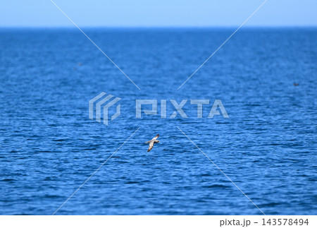 北海道知床半島沖の根室海峡を飛ぶフルマカモメ 北海道知床半島沖の根室海峡を飛ぶフルマカモメ 143578494