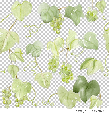 Seamless watercolor pattern with green grapes, grapevine leaves, curly tendrils on white. Hand painted botanical design perfect for fabric, wallpaper, wrapping paper, packaging, stationery. Monochrome Seamless watercolor pattern with green grapes, grapevine leaves, curly tendrils on white. Hand painted botanical design perfect for fabric, wallpaper, wrapping paper, packaging, stationery. Monochrome 143578740