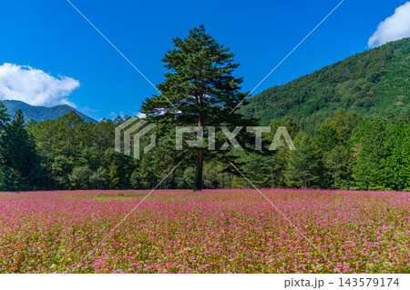 赤そばの花畑と一本のシンボルツリー ルビーの里 駒ヶ岳ガーデン 【長野県上伊那郡宮田村】 赤そばの花畑と一本のシンボルツリー ルビーの里 駒ヶ岳ガーデン 【長野県上伊那郡宮田村】 143579174