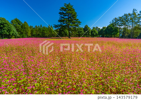 赤そばの花畑と一本のシンボルツリー　ルビーの里　駒ヶ岳ガーデン　【長野県上伊那郡宮田村】 143579179