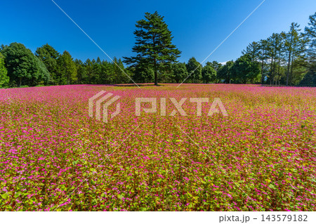 赤そばの花畑と一本のシンボルツリー ルビーの里 駒ヶ岳ガーデン 【長野県上伊那郡宮田村】 赤そばの花畑と一本のシンボルツリー ルビーの里 駒ヶ岳ガーデン 【長野県上伊那郡宮田村】 143579182