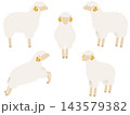 白い羊のイラストセット 白い羊のイラストセット 143579382