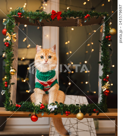 Golden Cat Looking Aside in Holiday Garland Frame. Golden British Shorthair cat in a green and red knitted Christmas sweater sits inside a festive garland frame with baubles, looking to the side as wa Golden Cat Looking Aside in Holiday Garland Frame. Golden British Shorthair cat in a green and red knitted Christmas sweater sits inside a festive garland frame with baubles, looking to the side as wa 143579697