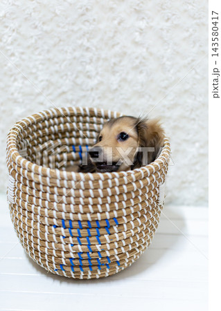 カニンヘンダックスの仔犬 カニンヘンダックスの仔犬 143580417