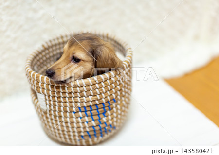 カニンヘンダックスの仔犬 143580421