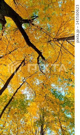 黄色く色づいたカエデの木の天蓋、秋の森で見上げた黄金色の紅葉と青空 143580623