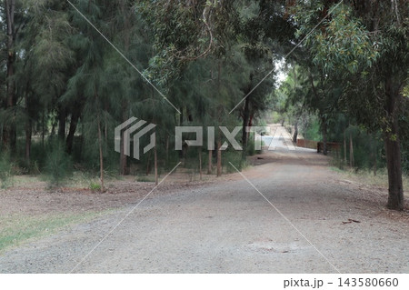 Walking path in public park, eucalyptus, fir, spruce, deciduous trees. 143580660