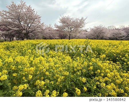 満開の菜の花畑と奥に広がる赤城南面千本桜（群馬県） 143580842