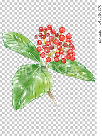 ガマズミの実と葉の手描きの水彩イラスト ガマズミの実と葉の手描きの水彩イラスト 143580870