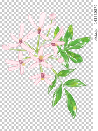 A hand-painted watercolor illustration of blooming chinaberry blossoms. A hand-painted watercolor illustration of blooming chinaberry blossoms. 143580879