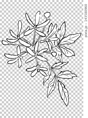 A hand-drawn line art illustration of blooming chinaberry blossoms. A hand-drawn line art illustration of blooming chinaberry blossoms. 143580960