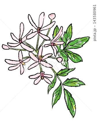 咲き誇るセンダンの花の手描きの線画と水彩イラスト 咲き誇るセンダンの花の手描きの線画と水彩イラスト 143580961