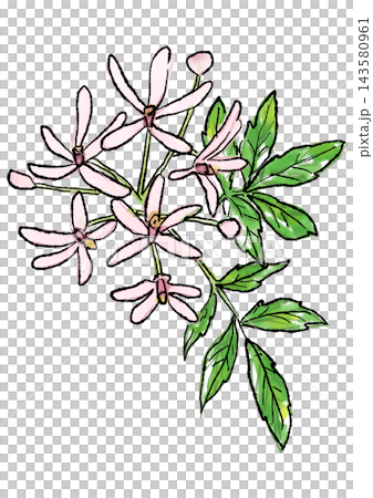 咲き誇るセンダンの花の手描きの線画と水彩イラスト 咲き誇るセンダンの花の手描きの線画と水彩イラスト 143580961