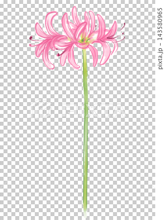 A hand-painted watercolor illustration of blooming nerine flowers. A hand-painted watercolor illustration of blooming nerine flowers. 143580965