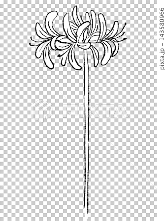 A hand-drawn line art illustration of blooming nerine flowers. A hand-drawn line art illustration of blooming nerine flowers. 143580966