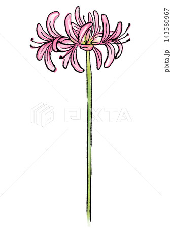 咲き誇るネリネの花の手描きの線画と水彩イラスト 咲き誇るネリネの花の手描きの線画と水彩イラスト 143580967