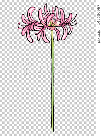 咲き誇るネリネの花の手描きの線画と水彩イラスト 咲き誇るネリネの花の手描きの線画と水彩イラスト 143580967
