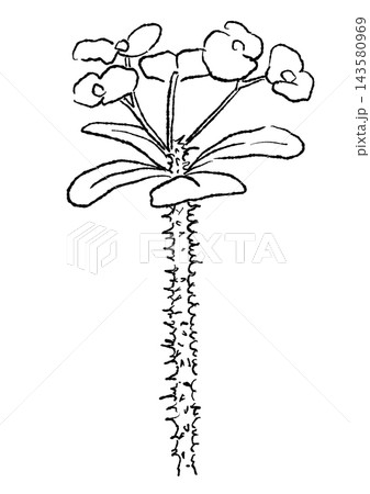 咲き誇るハナキリンの花の手描きの線画イラスト 咲き誇るハナキリンの花の手描きの線画イラスト 143580969