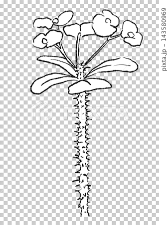 咲き誇るハナキリンの花の手描きの線画イラスト 咲き誇るハナキリンの花の手描きの線画イラスト 143580969
